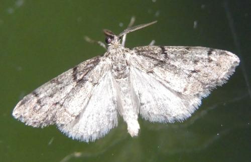 Tephronia sepiaria